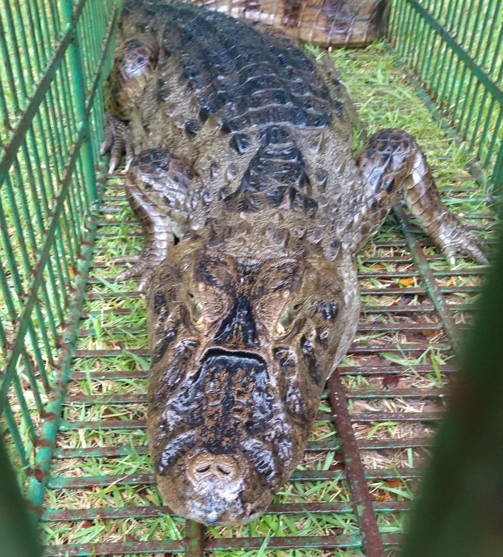 Jacaré de quase 2 metros é encontrado perto de lagoa de captação em Natal