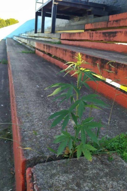 Com jogos parados, pé de maconha nasce em cimento de arquibancada na Argentina