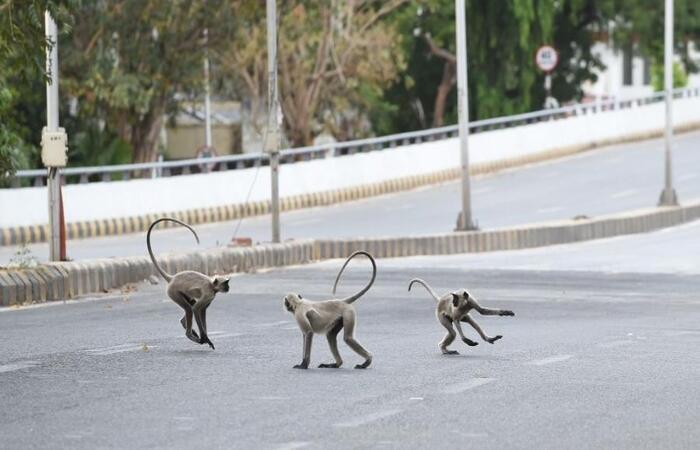 Covid: Macacos atacam homem e roubam amostras de sangue contaminado