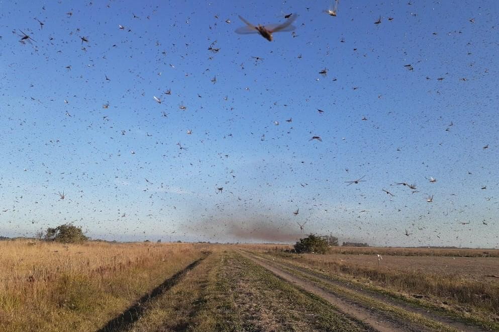 VÍDEO: Nuvem de gafanhotos avança em direção ao Brasil; assista