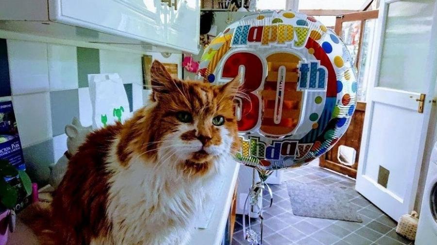 Gato mais velho do mundo morre aos 31 anos na Inglaterra