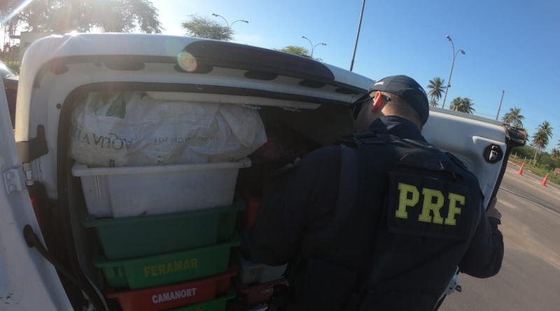 PRF detém dois homens com mais de meia tonelada de camarão sem nota no RN