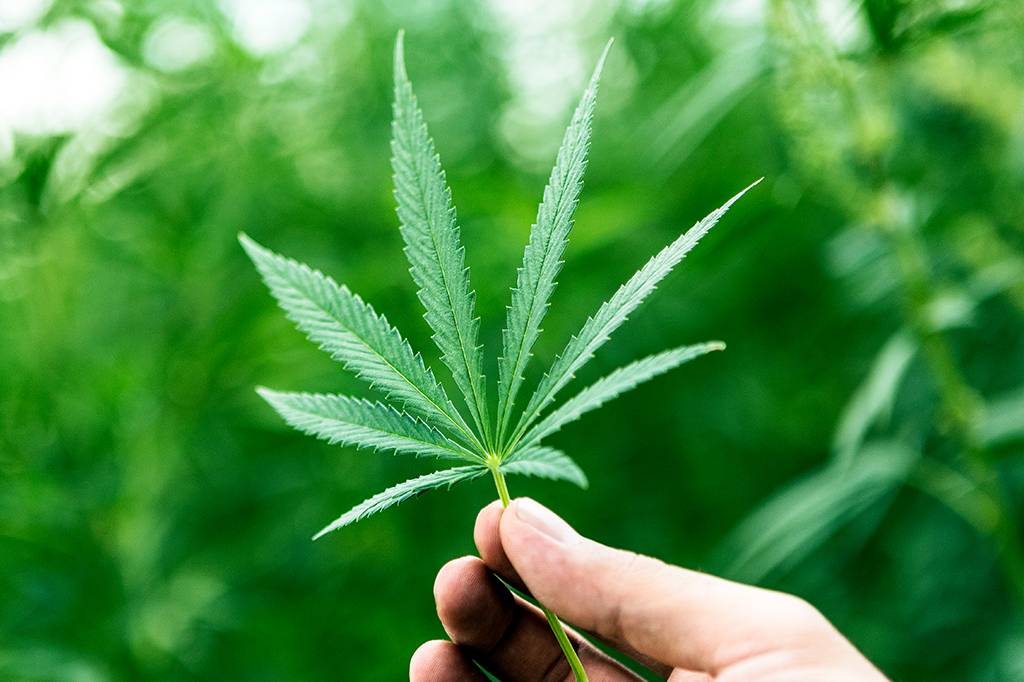 Justiça do RN nega pedido de associação para cultivo da Cannabis