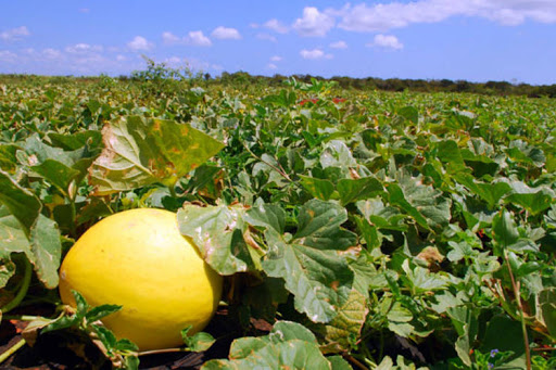 Frutas do RN começarão a ser exportadas para China em agosto, prevê secretário