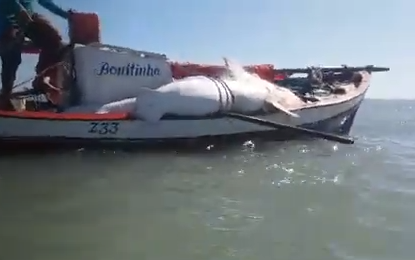 Pescador artesanal captura tubarão branco na costa de Ponta do Mel; veja vídeo