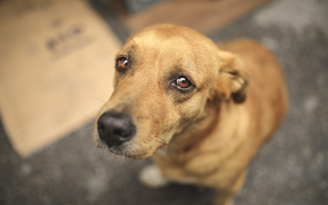 Em Natal, pet shops e veterinários poderão ser obrigados a denunciar maus-tratos