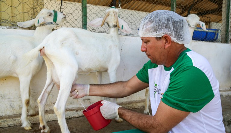 Deputado quer incluir leite de cabra e carnes de caprino e ovino na merenda