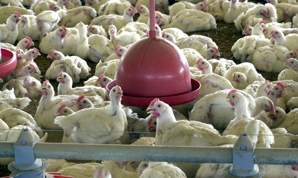 Hong Kong veta importação de frango de frigorífico brasileiro