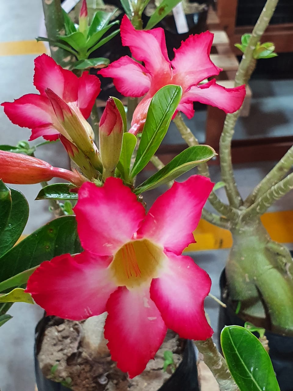 Feira Rosas do Deserto chega a Zona Norte de Natal a partir desta quinta-feira