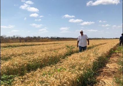 Ceará planta trigo pela primeira vez e colheita surpreende