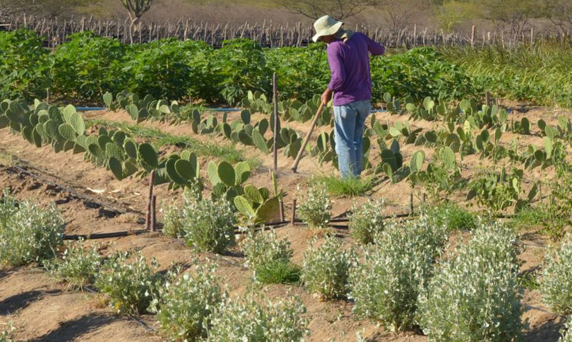 CMN flexibiliza regras para crédito rural a pequenos produtores