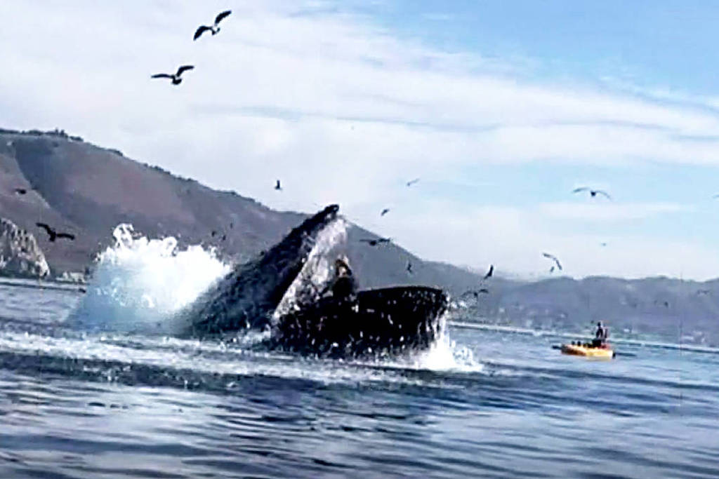 VÍDEO: Baleia jubarte quase engole canoístas na Califórnia; assista