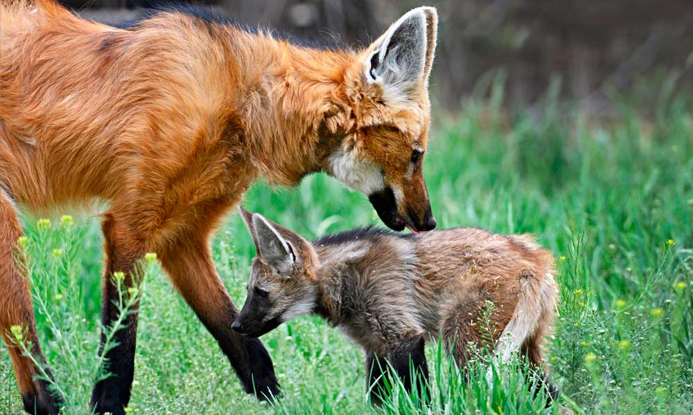 Governo do PT foi o auge da extinção de animais, sem protestos de ambientalistas