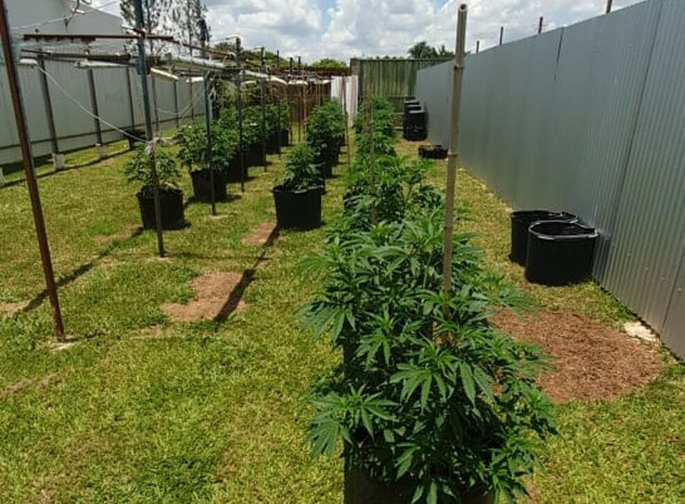 Delegado e família são presos com vasta plantação de maconha