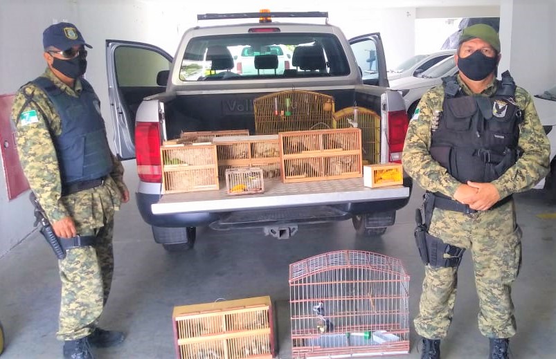 Guarda resgata 70 aves da mata atlântica e caatinga durante feira em Natal