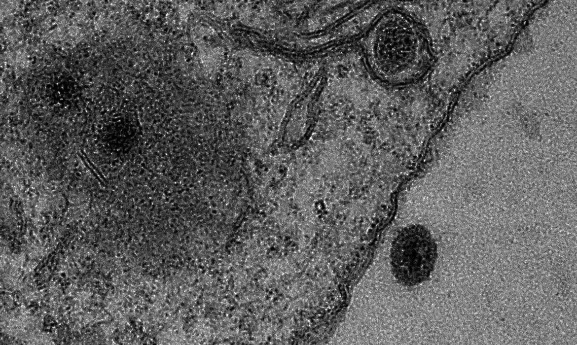 Revista Science cita estudo de universidade brasileira entre os destaques do ano