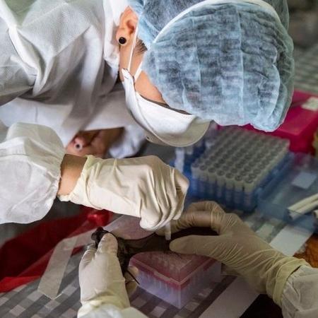Ásia se preocupa com outro vírus e cientistas tentam evitar nova pandemia