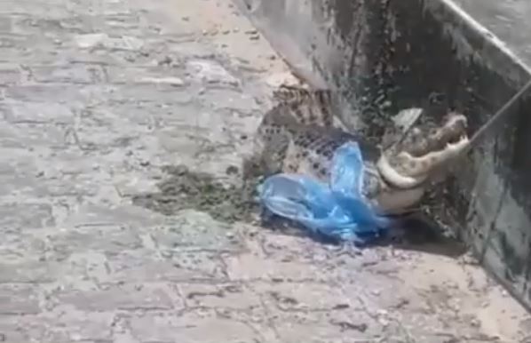 VÍDEO: Jacaré é visto andando em conjunto da Zona Norte de Natal