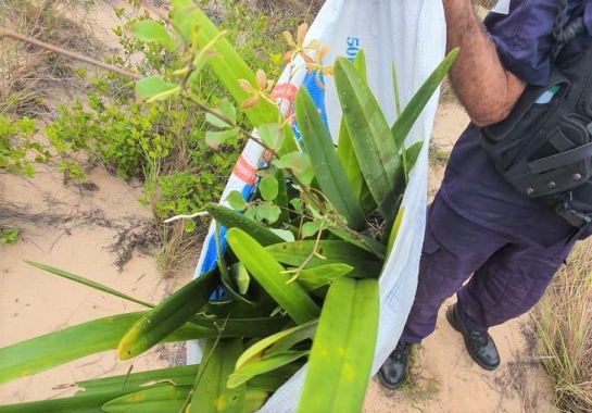 Homem é preso roubando orquídeas do Parque da Cidade, em Natal