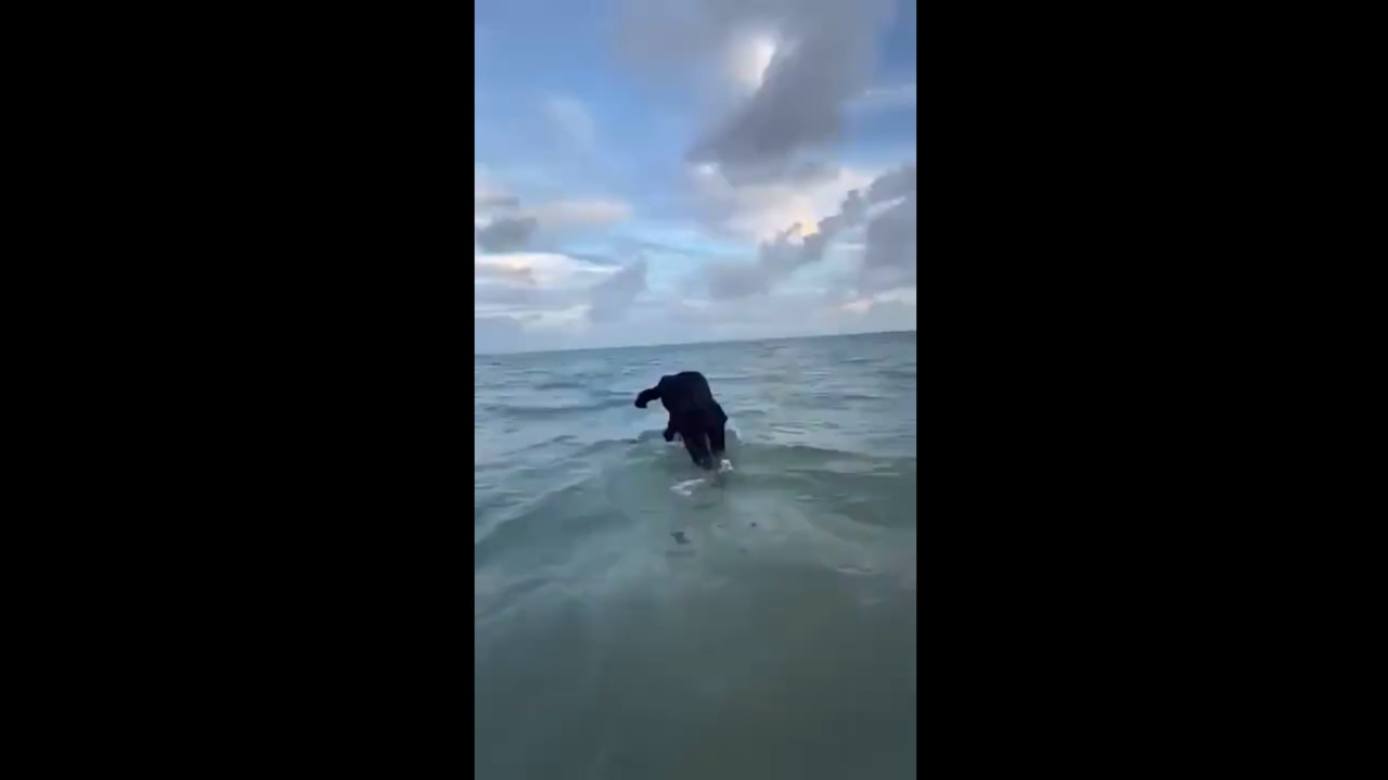 VÍDEO: Juiz mergulha no mar de paletó e gravata para comemorar aposentadoria