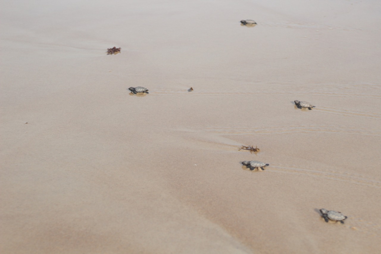 Cabo de São Roque: filhotes de tartarugas-de-pente são soltos no mar