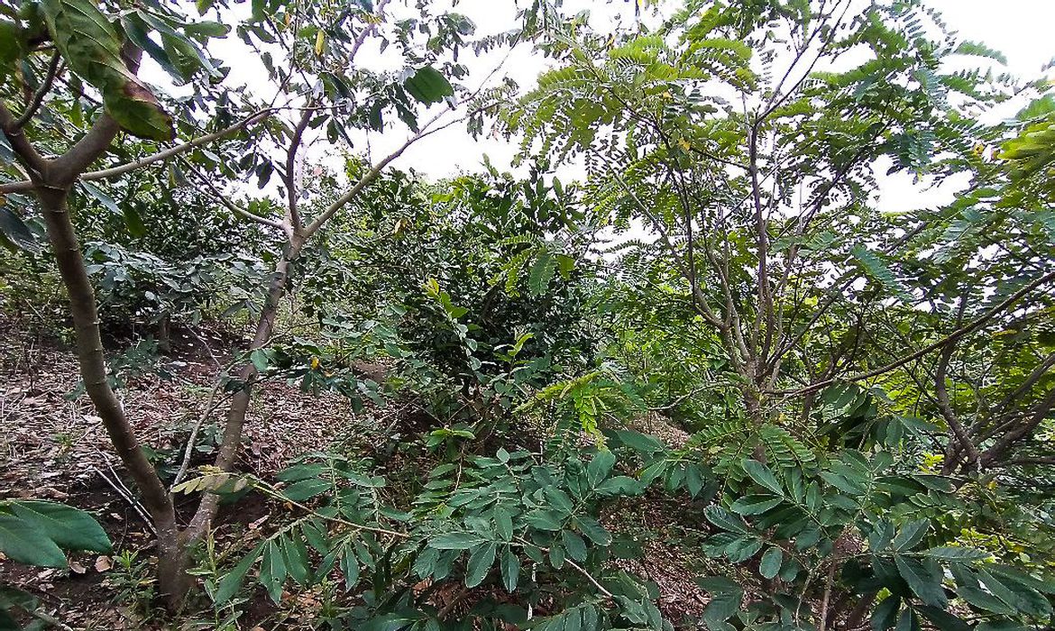 Brasil passa a fazer parte do Protocolo de Nagoia sobre biodiversidade