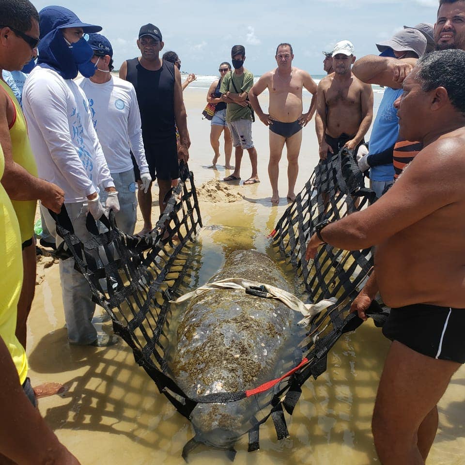 Peixe-boi é resgatado pelo Corpo de Bombeiros em praia da Grande Natal