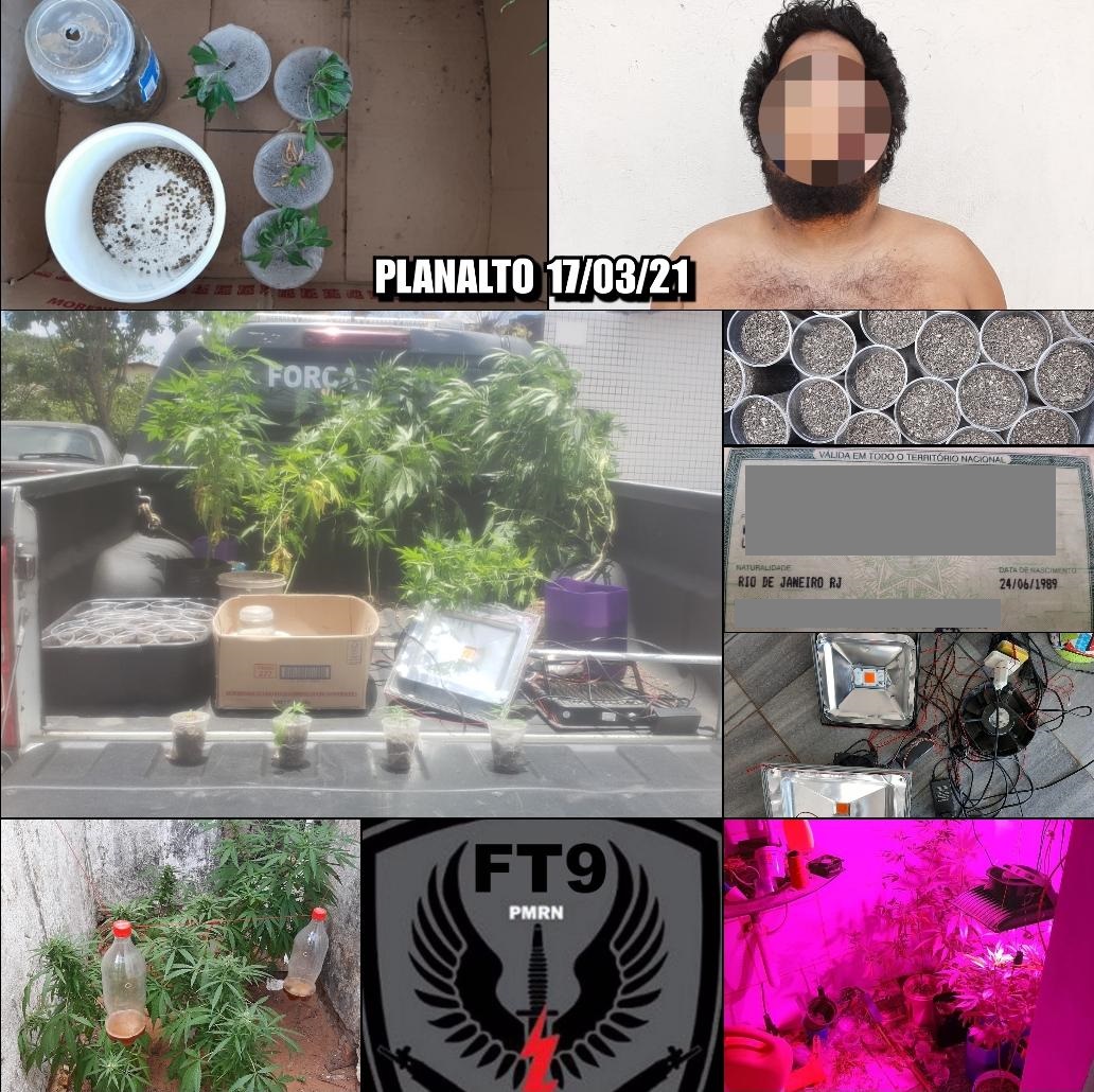 Polícia localiza plantação de maconha na Zona Oeste de Natal