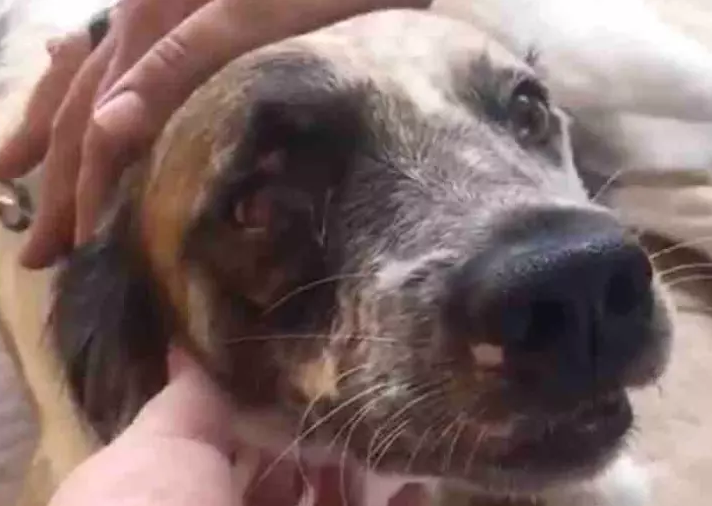Cachorro 'entra na Justiça' para obter indenização por danos morais