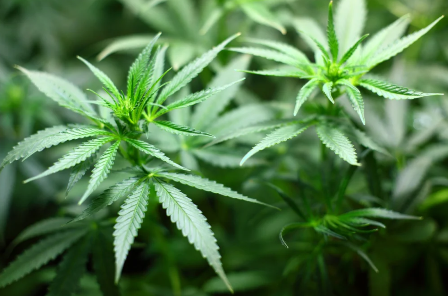 Nova York aprova legalização da maconha