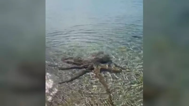 VÍDEO: Polvo ataca banhista em praia e viraliza na web; veja
