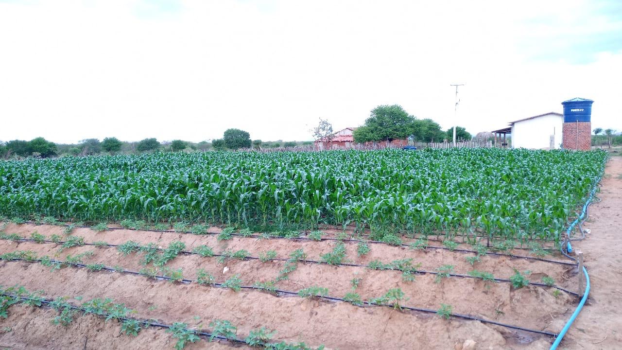 Banco de Sementes SAPE/EMATER beneficia 52 mil agricultores do RN em 2021