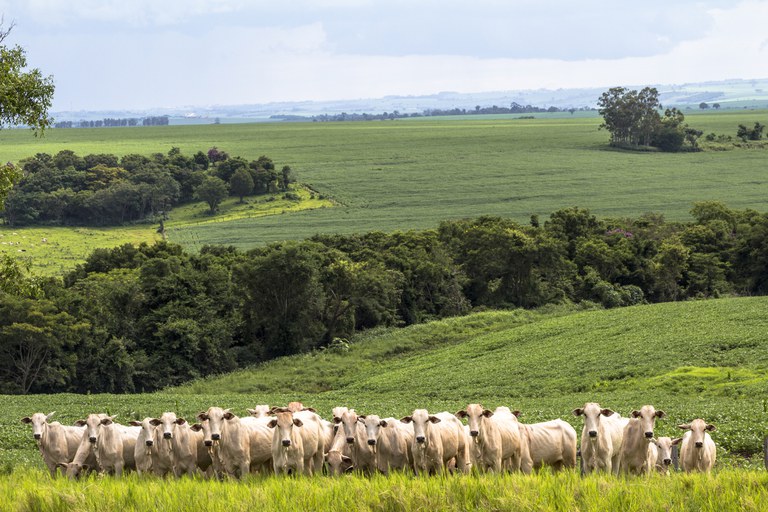 Valor da Produção Agropecuária de 2021 deve ser o maior desde 1989, diz Mapa