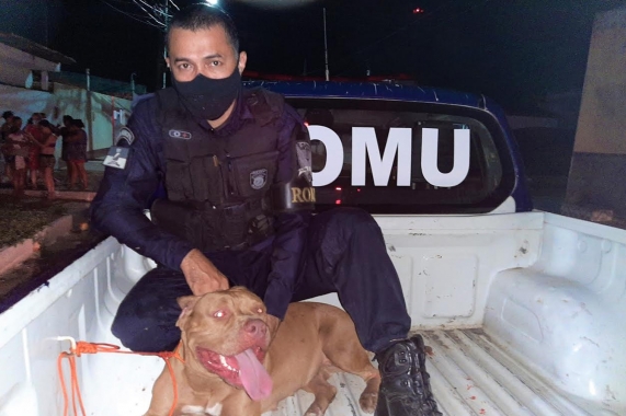 Guarda salva criança do ataque de dois pitbulls em Natal