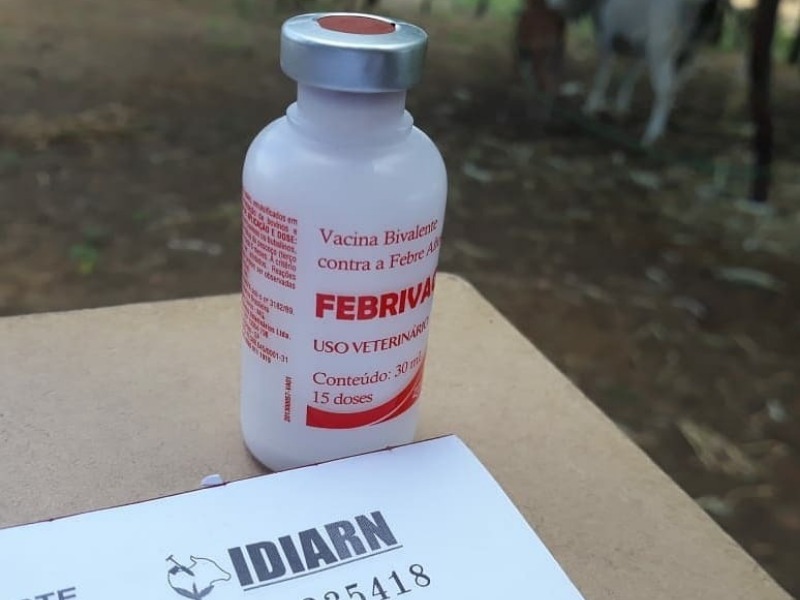 Campanha de vacinação contra febre aftosa será adiada no RN; veja nova data