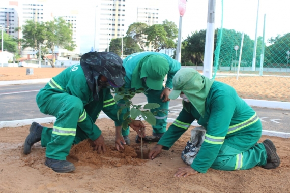 Planta Natal retoma ações com plantio de 2 mil árvores na praça Mãe Peregrina