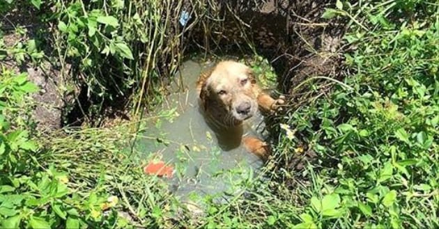 FOTOS: Policial salva cachorrinho de afogamento e decide adotá-lo