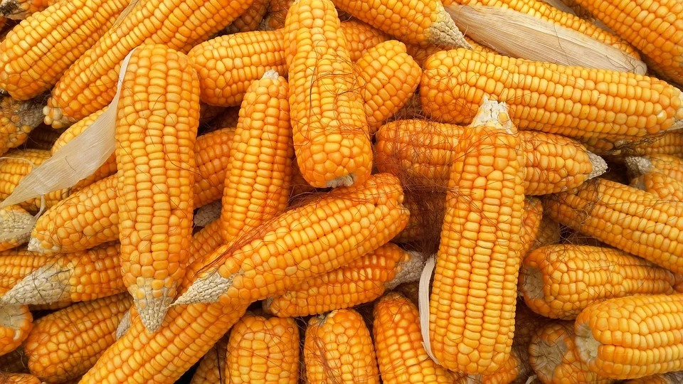 Tradicional Feira do Milho começa hoje em Natal