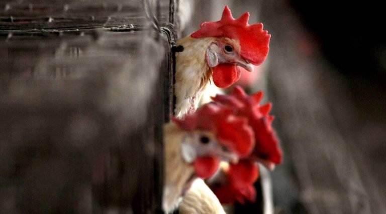 China confirma primeiro contágio humano de cepa da gripe aviária