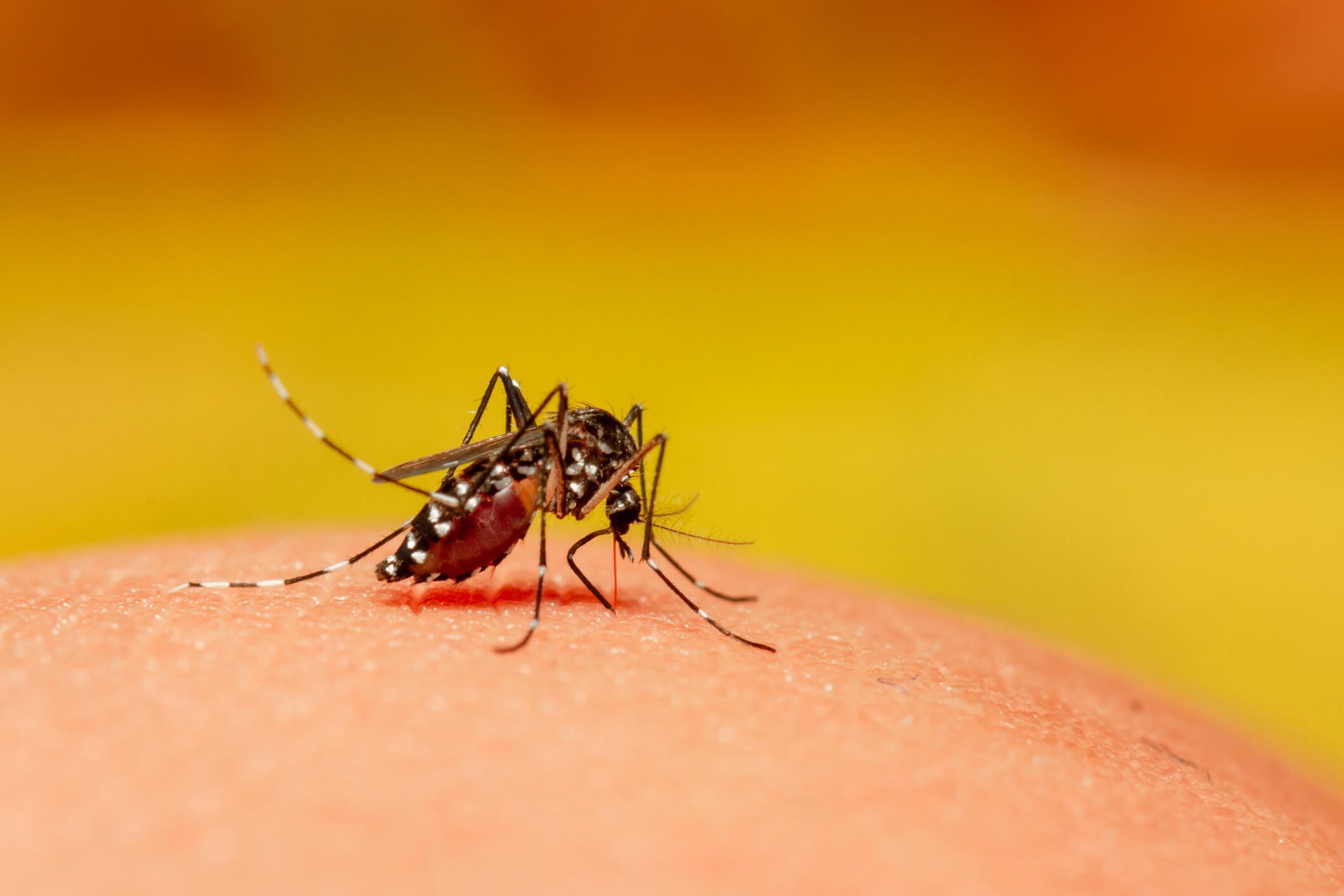 Casos de dengue preocupam, afirma Sesap
