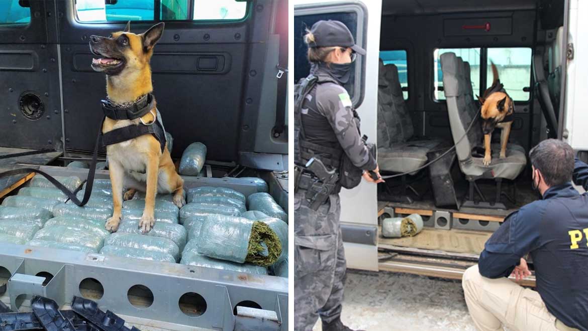 PRF prende motorista e apreende cerca de 50kg de maconha na Grande Natal
