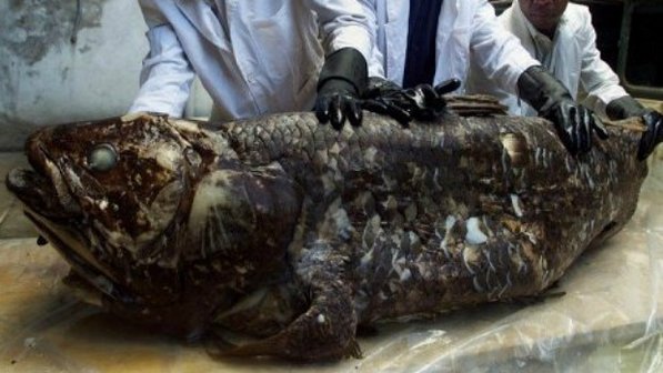 Peixe que foi rotulado como "fóssil vivo" surpreende cientistas novamente