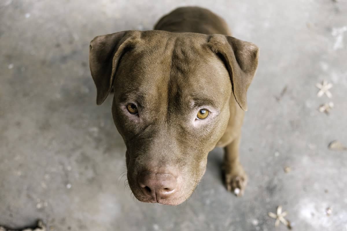 Pit bull ataca a própria dona e mais 3 pessoas em Natal