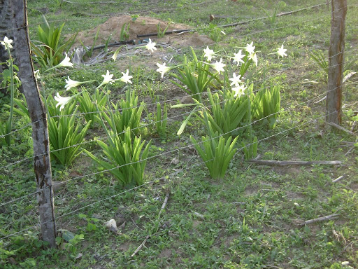 Pesquisa analisa se planta da caatinga é boa para a memória; conheça