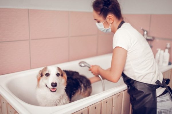 Dica infalível! Aprenda como fazer o cachorro gostar de banho