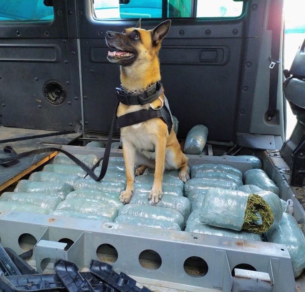 Maior operação de combate ao tráfico do Brasil apreende 153kg de drogas no RN