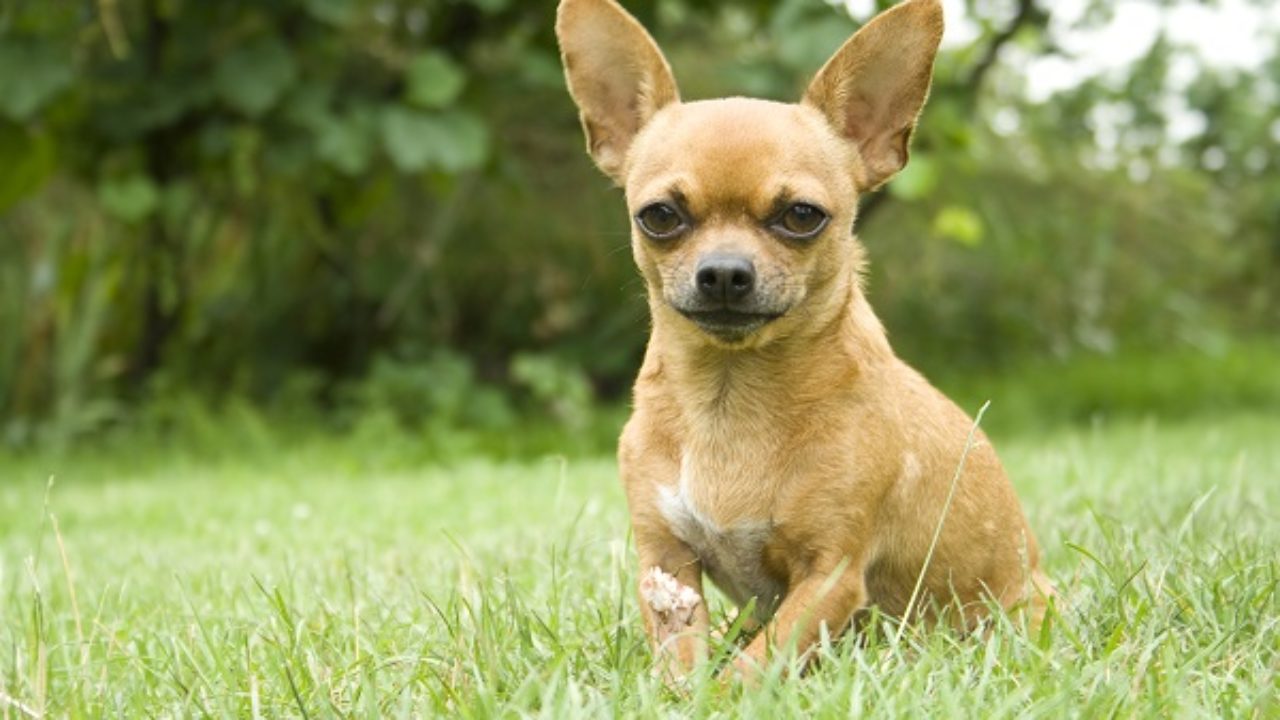 9 raças de cachorros pequenas que ficam do tamanho de filhotes