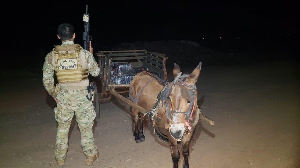 Polícia Federal apreende burro com 300 kg de maconha