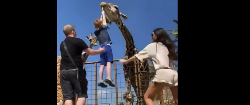 VÍDEO: Menino tenta alimentar girafa e acaba ‘carregado’ por animal; assista