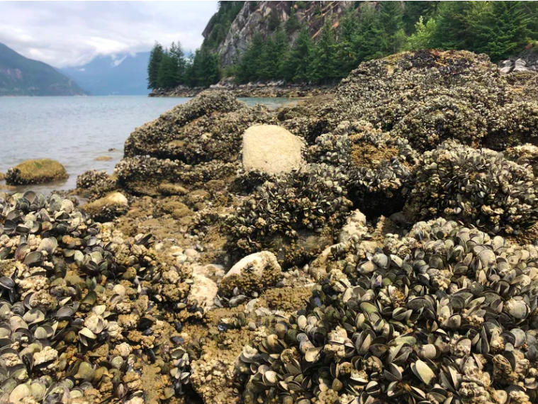 Onda de calor cozinha mariscos vivos em praia no Canadá